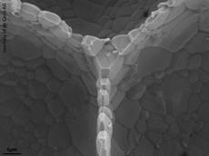 A scanning electron microscope photograph of a porous ceramic foam. Thousands of micro-particles form walls for air inclusions. The properties of the material differ depending on the particle size and type. (Photo: Urs T. Gonzenbach, de Cavis AG)